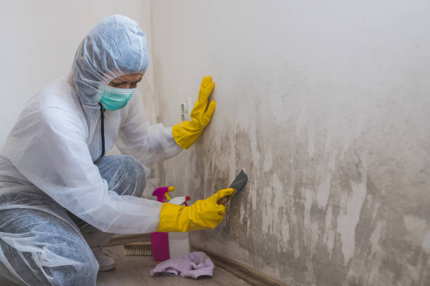 Best Mold Remediation for Vacation Homes  in Elk Creek, KY