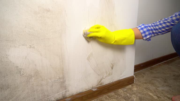 Best Mold Odor Removal Services  in Elk Creek, KY