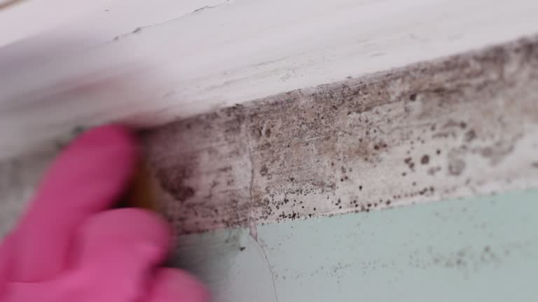 Best Mold Damage Restoration  in Elk Creek, KY